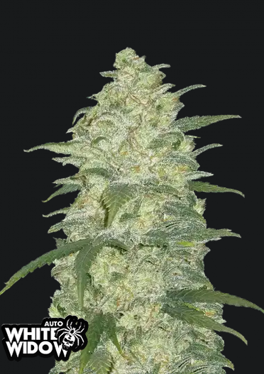 White Widow Auto-Cannabissamen Fast Buds.png